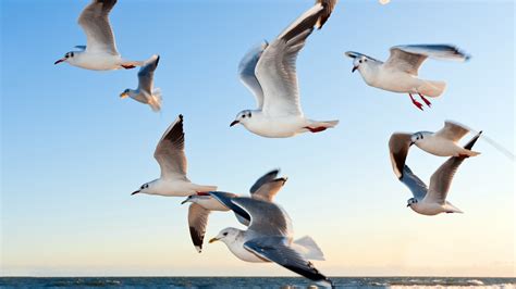 seagulls wallpapers hd wallpapers id