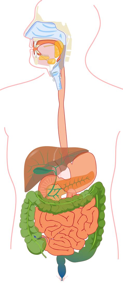 The Importance Of Healthy Digestion