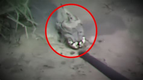 5 Mysterious Creatures Caught On Camera And Spotted In Real Life 3