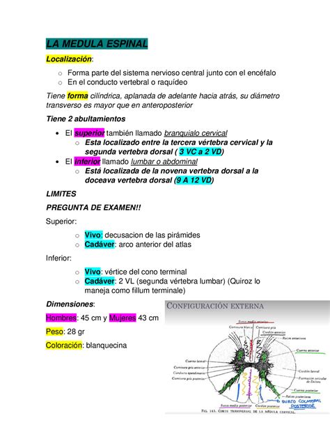 Medula Espinal Summary Docsity