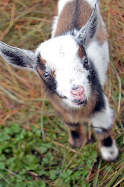 Baby Nigerian Dwarf Goat Goats Baby Goat Pictures Cute Goats