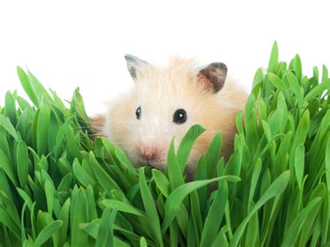 Small Hamster In Grass Stock Photo Image Of Furry Mouse 9961052