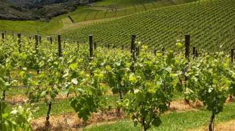 Virginias 10 Most Beautiful Vineyards And Wineries