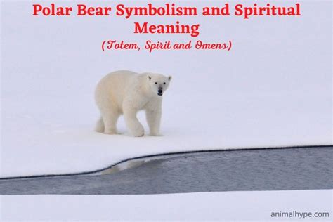 Polar Bear Symbolism And Meaning Totem Spirit And Omens
