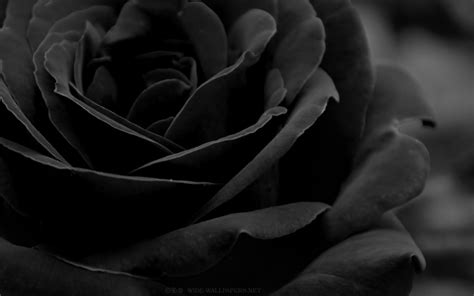 Black Rose Wallpapers Top Những Hình Ảnh Đẹp