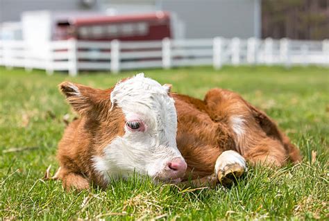 Calf Lying Down Stock Photos Pictures And Royalty Free Images Istock
