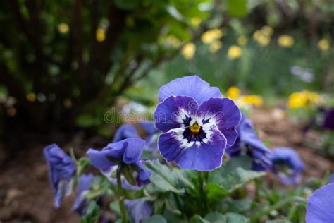 Pansy Flowers In The Garden Stock Image Image Of Pretty Background
