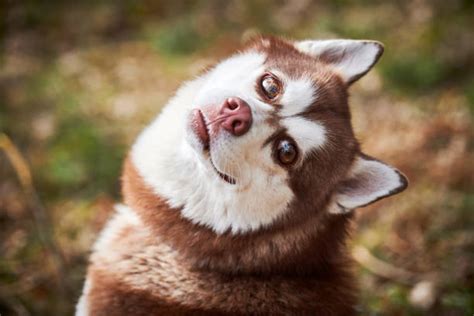 espantado engraçado cachorro com olhos grandes banco de imagens e fotos de stock istock