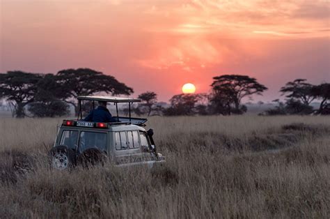 Safari Africa Un Avventura Indimenticabile Nel Cuore Selvaggio Del