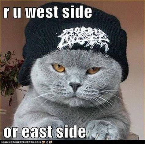 Most Intimidating Fluffy Gangster Cats Memes Silly Cats Pictures
