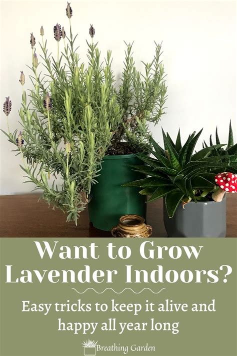 Why And How To Grow An Indoor Lavender Plant Breathing Garden