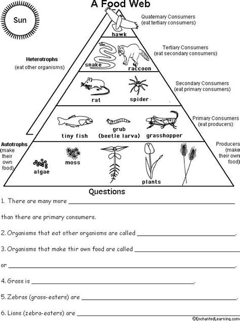 Food Web Energy Pyramid Worksheet