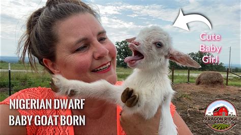 New Baby Goat On The Ranch New Nigerian Dwarf Goat Kid Was Born In The