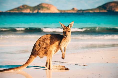 Kangaroo Western Australia Lucky Bay Cape Le Grand National Park