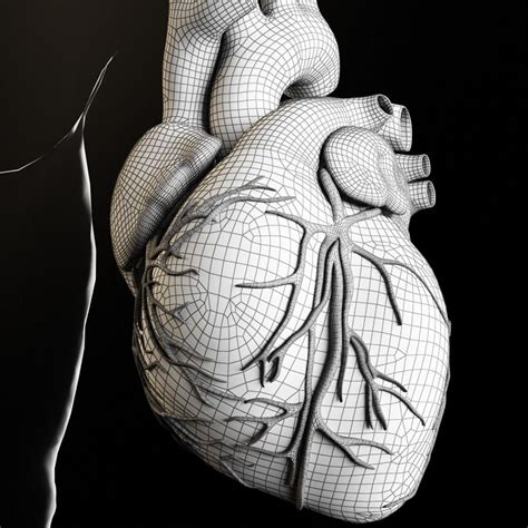 Heart And Body Inside Human Body Heart Anatomy Body