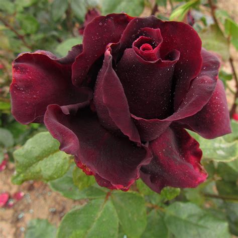 Sealed With A Kiss Bareroot Hybrid Tea Garden Rose Bush Exclusive