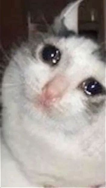 What S The Origin Of The Crying Cat And Why Am I Seeing Them All Over Now Outoftheloop Sad