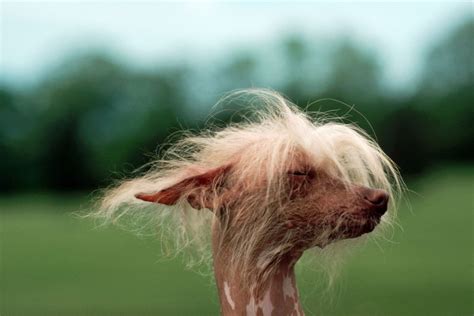 15 Weird Looking Dog Breeds Dog Breeds Crazy Dog Hairless Dog