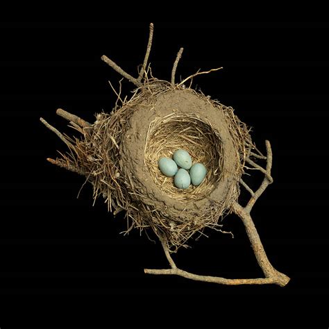 Fresh Pics Birds Nests Photography By Sharon Beals