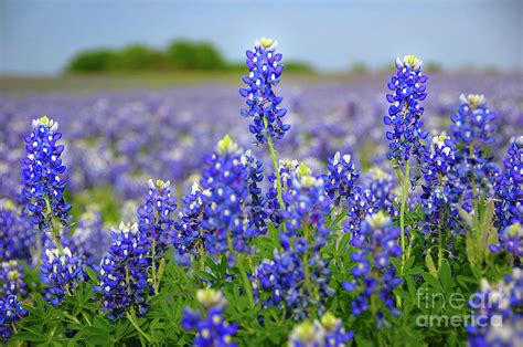 Texas Blue Texas Bluebonnet Wildflowers Landscape Flowers Photograph By Jon Holiday Pixels