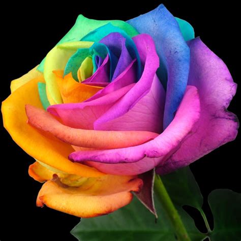 Pink flowers combine innocence, playfulness, and sensitivity. The meaning and symbolism of the word - «Rose»
