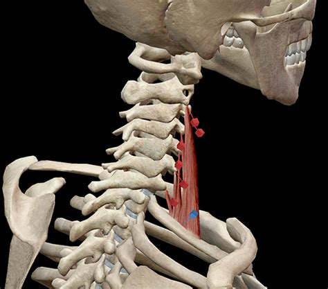 Learn Muscle Anatomy Scalene Muscles And Other Neck Anatomy