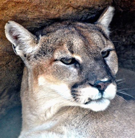 Female Mountain Lion Photograph By Amy Mcdaniel