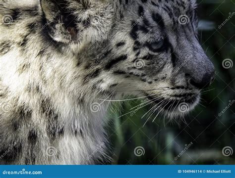 Snow Leopard Cub Face Stock Photo Image Of Buckskinman 104946114