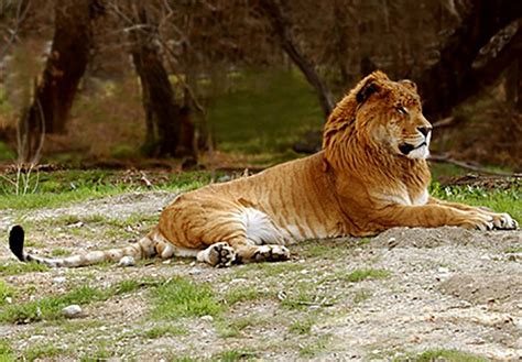 10 Animal Cross Breeds That Will Blow Your Mind Away The Liger Or