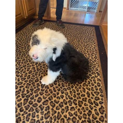 The oes, as fans call the breed for short, was historically a drover, helping farmers drive cattle and. 2 males Old English Sheepdog Puppies in Kansas City, Kansas - Puppies for Sale Near Me
