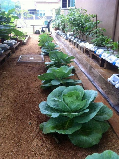 Cara membuat kebun sayur di pekarangan rumah yang mudah dan sederhana ilmubudidaya com. 22 Gambar Inspirasi Kebun Sayur Belakang Rumah | LIAT AJA