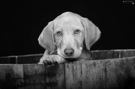 Grayscale Puppy Dog Sad 2048x1365
