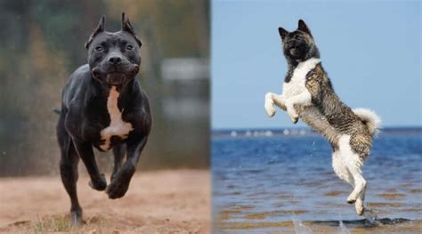 pitbull  akita breed differences  similarities