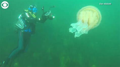 Giant Jellyfish The Size Of A Human