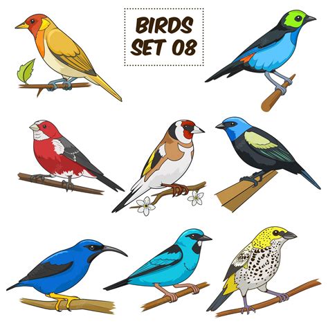 Ilustración De Vector Colorido De Dibujos Animados Conjunto De Aves
