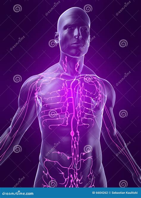 Painful Lymphatic Nodes Royalty Free Illustration