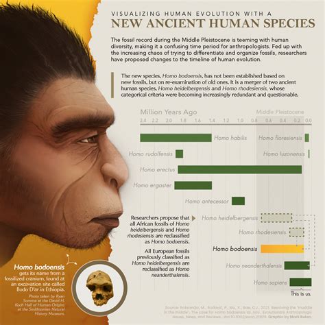 Visualizing Human Evolution With A New Ancient Human Species