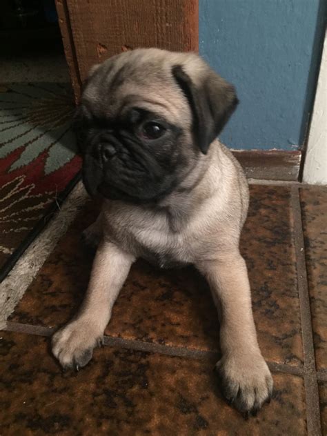 Pricing is 2200 per puppy. Pug Puppies For Sale | Sacramento, CA #331836 | Petzlover