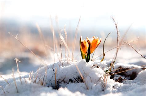 Обои фон Snow Winter цветы обои цветок снег зима цветочек на