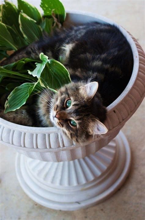 154 Best Cats Cats In Flower Pots Images On Pinterest