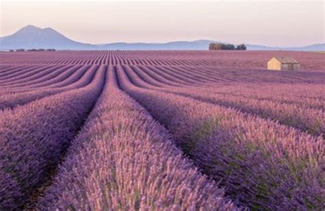 The Lavender Fields In Provence France A Gorgeous Place That Smells Even Better Than It Looks