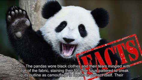 Interesting Facts About Giant Pandas Youtube
