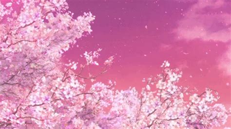 Cherry Blossom Petals Falling  13  Images Download
