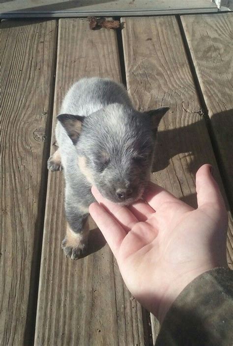 Adorable 5 Week Old Blue Heeler Puppy I Get To Bring This Little Blue