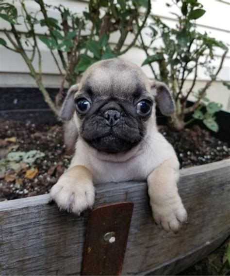 Adorable Pug Puppies For Sale For Sale Adoption From Otago Tasmania