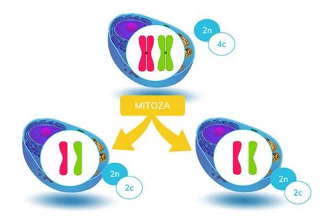 Mitoza I Mejoza Poznaj Podziały Komórkowe I Pobierz Super ściągę Powtórka Z Biologii