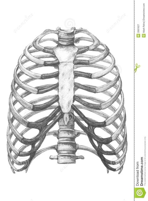 It was inspired by a similar project on ucsd's bonepit site. Chest Bone Anatomy Chest Bone Anatomy Human Anatomy ...