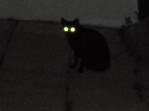 Black Cat At Night Cnmarcos Flickr