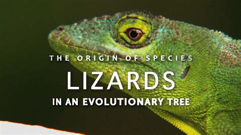 The Origin Of Species Lizards In An Evolutionary Tree Dan Lewitt