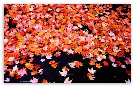 Fall Foliage Ultra Hd Desktop Background Wallpaper For 4k Uhd Tv Widescreen And Ultrawide